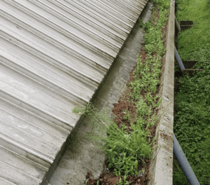 Happy customers in Buntingford who trust The Roof Moss Cleaners for gutter cleaning services